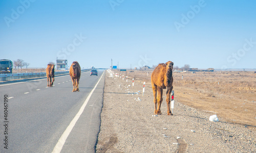 Camels are on the road heat  drought  United Arab Emirates