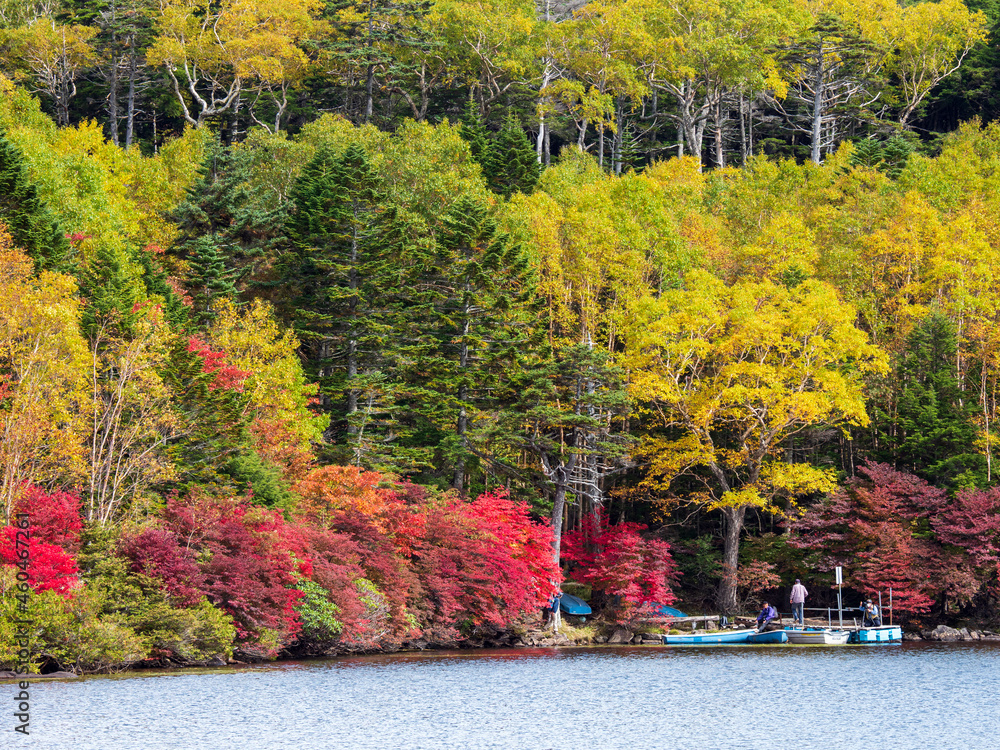 Obraz premium 紅葉が始まった長野県白駒池の風景 9月末