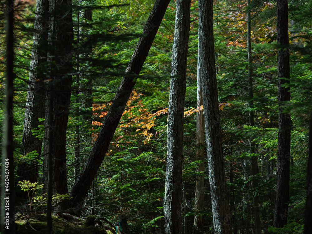 Obraz premium 長野県白駒池の苔の森 秋
