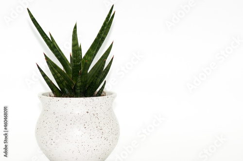 Bogenhanf Sansevieria freigestellt auf weißem Hintergrund