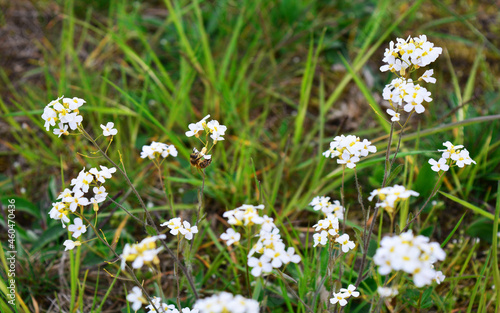 A meadow of white flowers pollinated by a bee