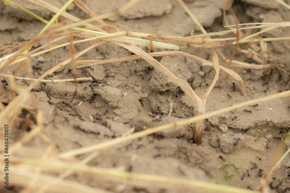 ants walking around anthill or ant nest in the morning. closeup of ant nest or ant colony photo ants walking around anthill or ant nest in the morning. closeup of ant nest or ant colony photo