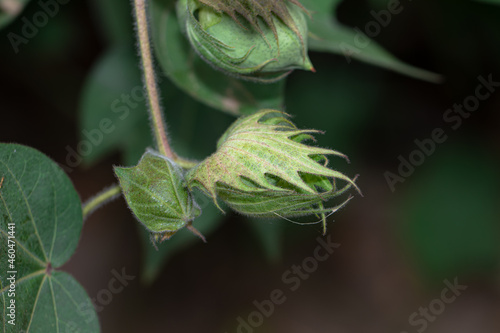 organic Thai hybrid variety cotton crops or cotton flowers on the cotton crops in the cotton field india