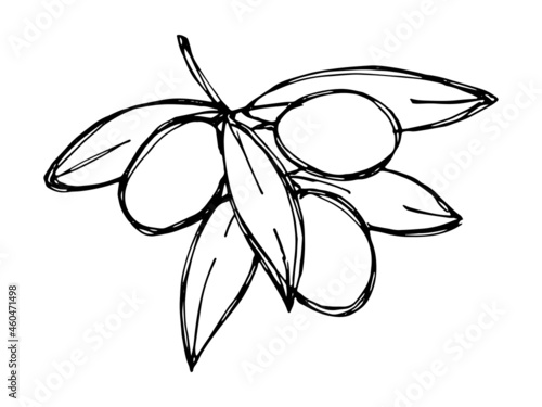 Vector sketch of olive branch. Hand drawn outline icon. Eco food illustration isolated on white background. For print, web, design, decor, logo.