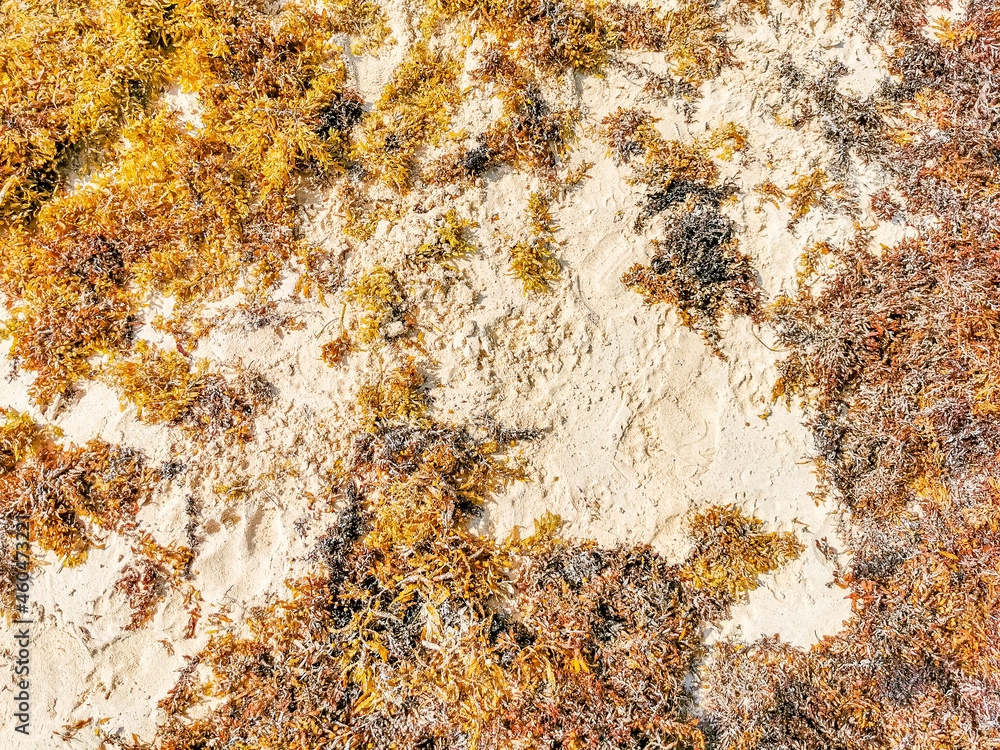 Red seaweed sargazo texture at beach Playa del Carmen Mexico. Red seaweed sargazo texture at beach Playa del Carmen Mexico.