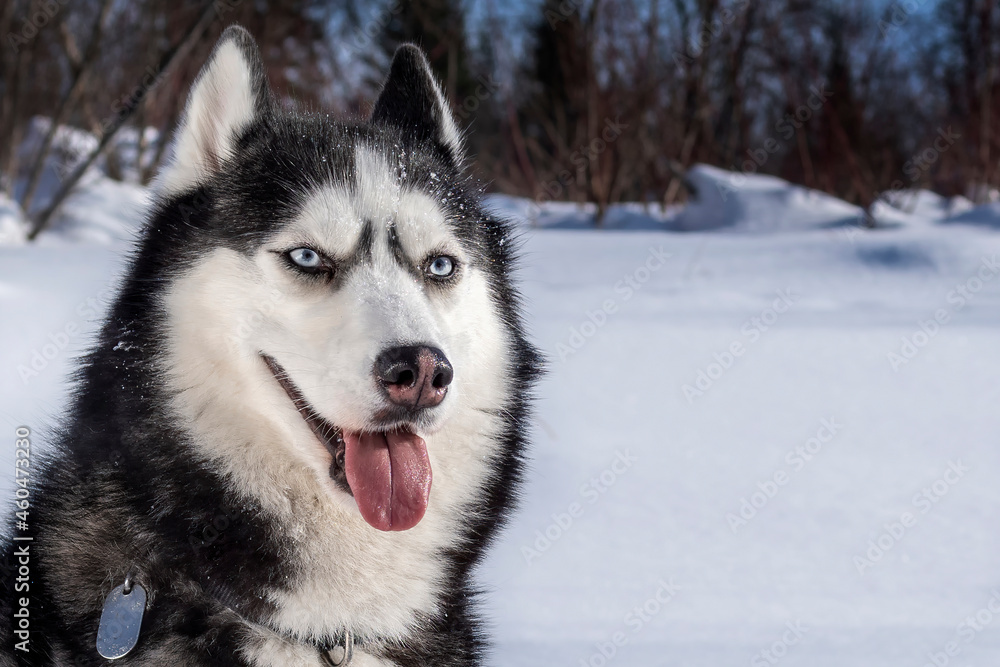 Winter portrait smiling Siberian husky dog against the background of a sunny snow-covered forest. Close-up. Winter portrait smiling Siberian husky dog against the background of a sunny snow-covered forest. Close-up.