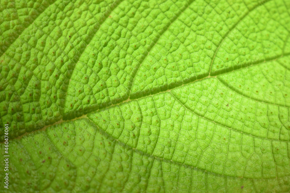 Hoja Hoja