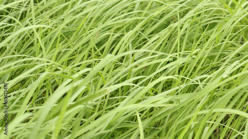 The beautiful elongated reed grasses are called green mosaic