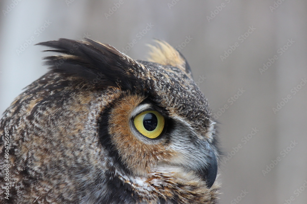 Obraz premium Centre de réhabilitation pour les oiseaux de proie , grand duc d'amérique, faucon émérillon, faucon pélerin, petit duc maculé, petite buse, buse à queu rousse, urubu à tête noire