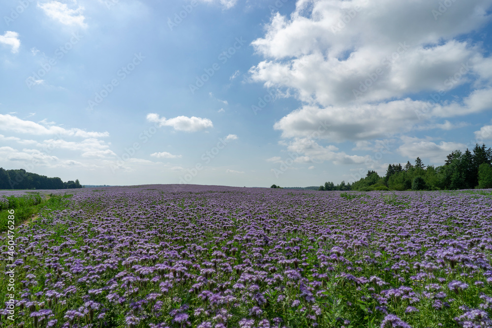 Endless fields with blooming phacelia near Orsha, Belarus