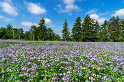 Endless fields with blooming phacelia near Orsha, Belarus