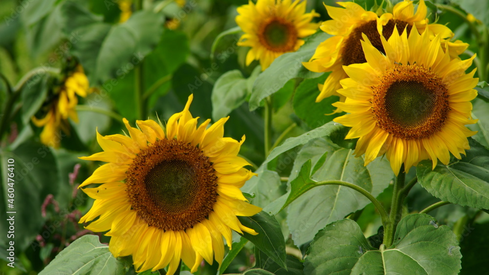 Fototapeta premium The days are getting shorter