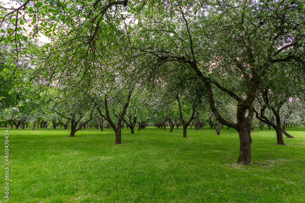 Blooming apple trees in the park of the Loshitsa estate in Minsk