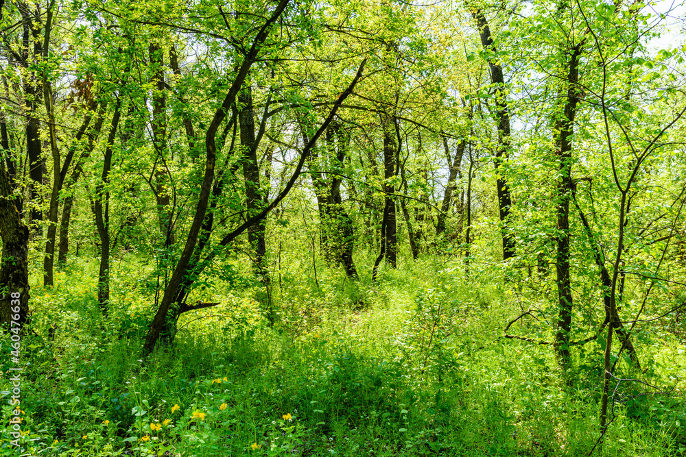 View on green forest at summer