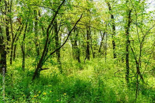 View on green forest at summer © ihorbondarenko