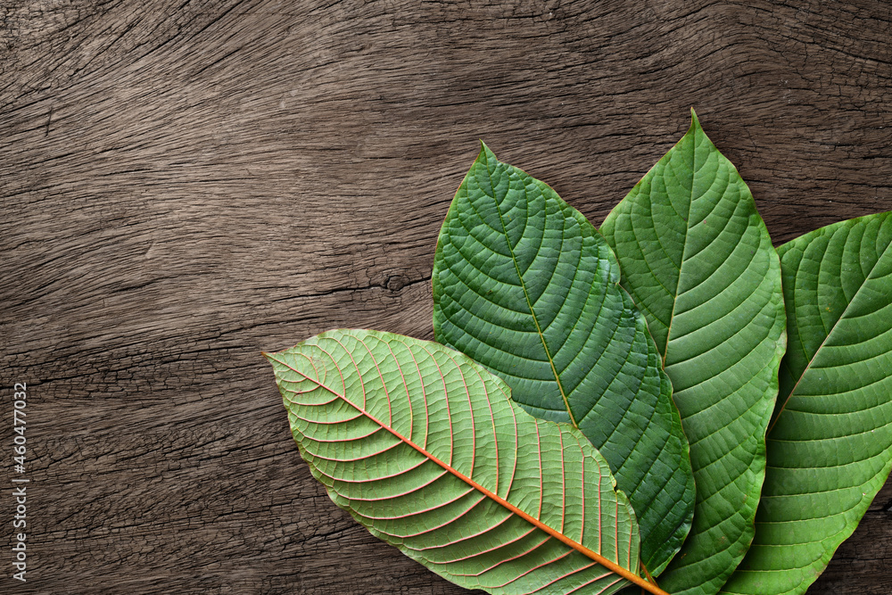 Fresh Kratom (Mitragyna speciosa) leaf on wood background. ภาพถ่ายสต็อก