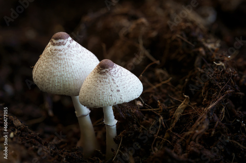 Bild auf Leinwand leucocoprinus cepistipes