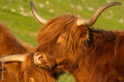 Highland rustic cattle on the grass fields of the village of Kirkjubøur, Streymoy Island, Faroe Islands