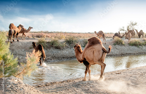 Camels at the watering place drink water graze in the steppes  heat  drought  Kazakhstani steppes.