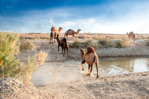 Camels at the watering place drink water graze in the steppes, heat, drought, Kazakhstani steppes. © Vera