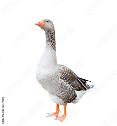 One grey goose, isolated on white background