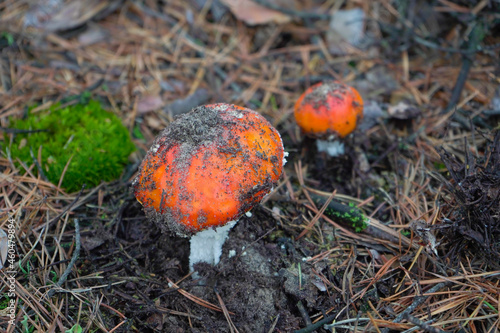 A beautiful red, orange, inedible mushroom with white dots, fly agaric grows in the forest.