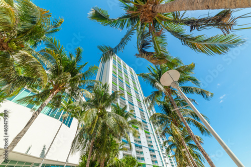 Skyscrapers and palm trees in downtown Miami © Gabriele Maltinti