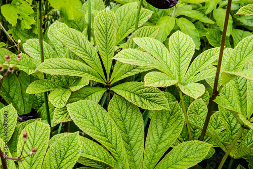the veines in the leaves of the plant Rodgersia in the City garden