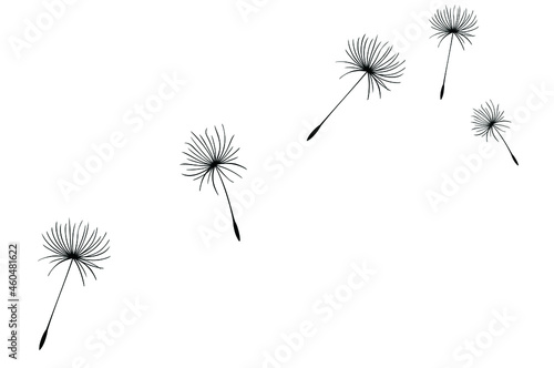Dandelion parachutes by the wind on a white background  