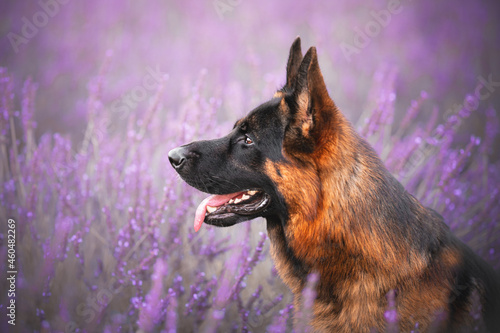 Quadro em tela German shepherd dog in a lavender field, close up portraits, head of a german sh