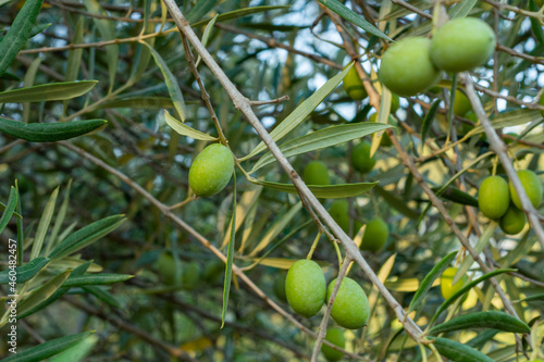 Close up of green olive on the tree branch.