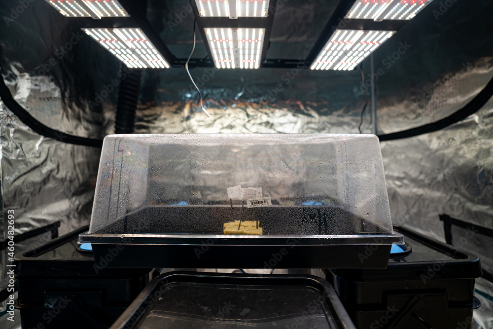 humidity dome Stock Photo | Adobe Stock