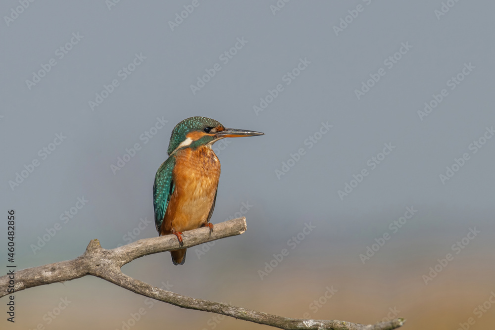 Common Kingfisher ( Alcedo atthis ) sitting on a branch Common Kingfisher ( Alcedo atthis ) sitting on a branch