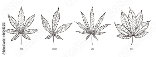 Sketch set types of cannabis leaves. Illustration in vintage style.