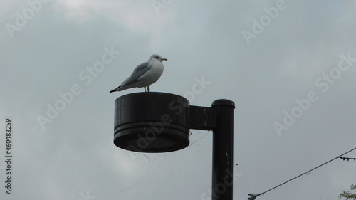 Seagull on a Light pole