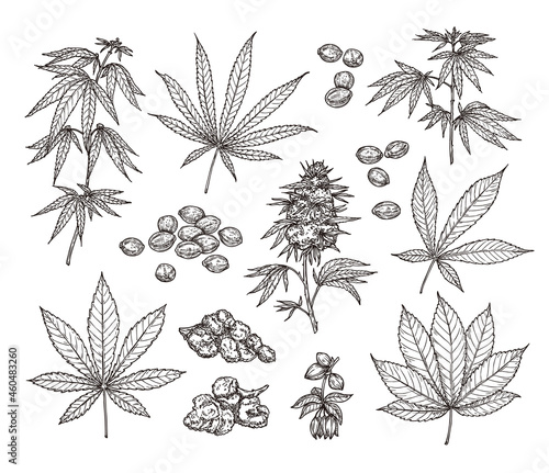 Sketch set of leaves, branches, seeds and flowers of cannabis. Botanical illustration in vintage style.