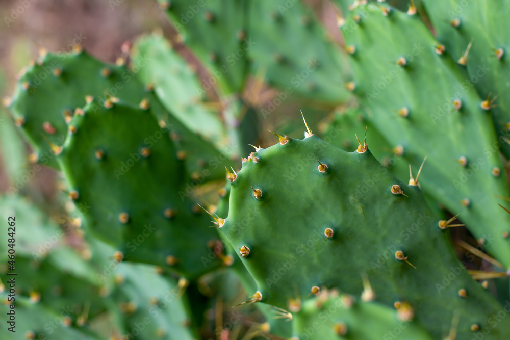Street cactus prickly pear without flowers. Horizontal image. Street cactus prickly pear without flowers. Horizontal image.
