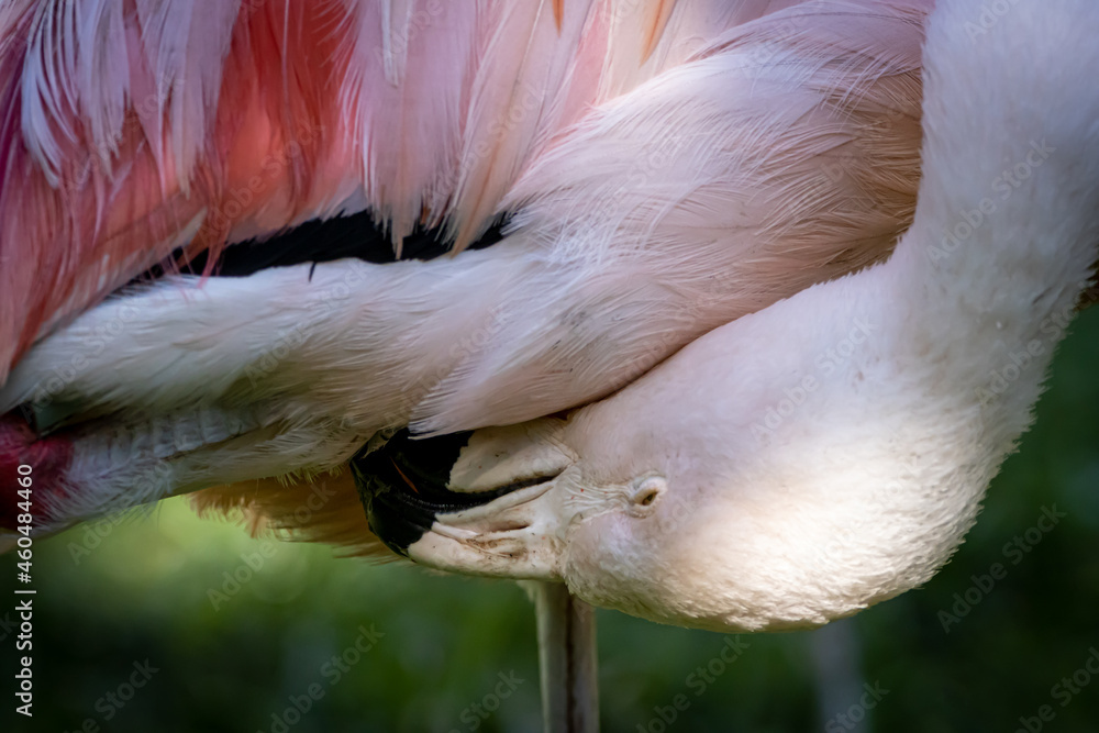 Fototapeta premium a flamingo cleaning under its wing