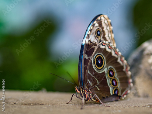 Close up of beautiful butterfly 