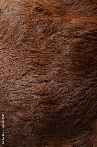 Wallpaper Mural Animal fur texture Background hair brown caramel color Torontodigital.ca