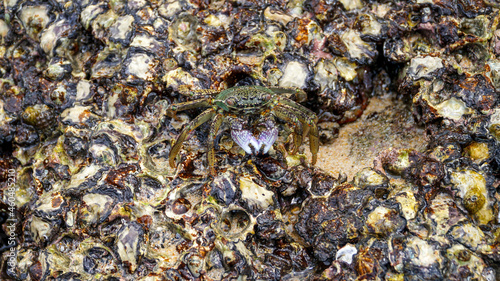 Phuket Island Thailand Crab