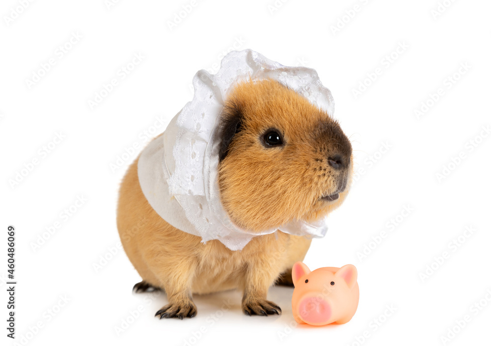 Amusing red-haired guinea pig in a sleeping cap with a little toy pig Amusing red-haired guinea pig in a sleeping cap with a little toy pig