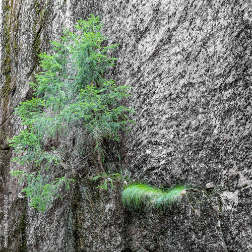 A lonely tree at in the Slåttdalsskrevan canyon in the national Parc Skuleskogen in Sweden. Photographed early in the morning and with no people. photo