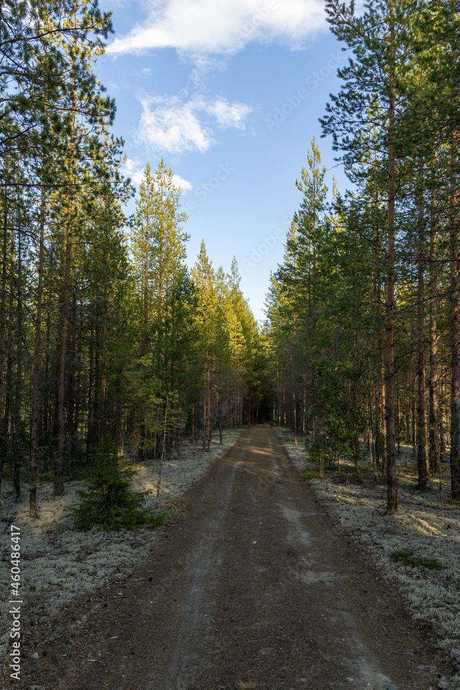 Fototapeta premium Road in the Norrbotten county in Sweden. Made with a setting sun shining trough the trees.
