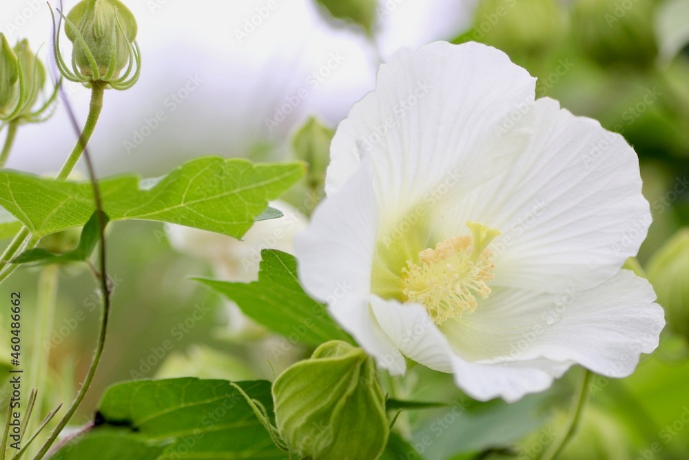 Obraz premium 芙蓉