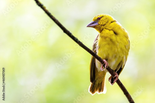 Female black-headed weaver bird, ploceus melanocephalus, perched in a tree, with soft summer background