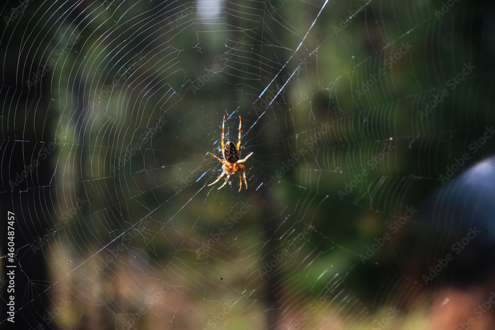 Crowned orbweaver garden spider on cobweb in natural forest habitat Crowned orbweaver garden spider on cobweb in natural forest habitat