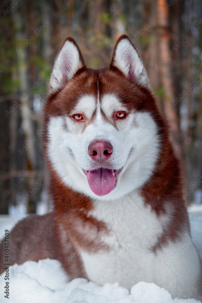 Portrait smiling red Siberian husky dog in winter forest on the snow. Close-up. Portrait smiling red Siberian husky dog in winter forest on the snow. Close-up.