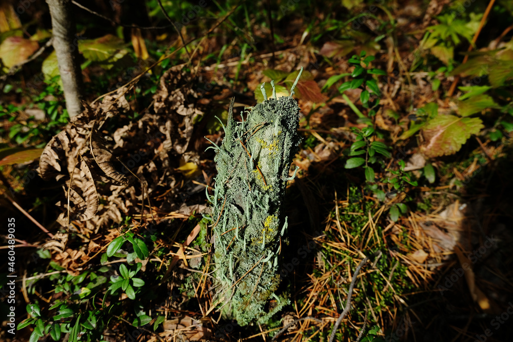 Common powderhorn mushrooms. Cup lichen cladonia coniocraea, pixie cup lichens, caribou lichens Common powderhorn mushrooms. Cup lichen cladonia coniocraea, pixie cup lichens, caribou lichens