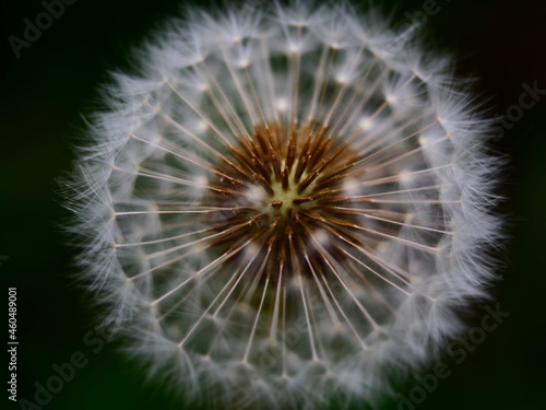 Close up of dandelion 